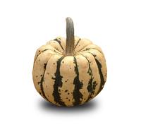 15 graines Bio à semer - Le Grenier d'Abondance - COURGE PATIDOU - Certifié AB - Curcurbita maxima