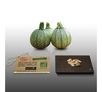 15 graines Bio à semer - Le Grenier d'Abondance - COURGETTE Ronde de Nice - Certifié AB - Cucurbita pepo
