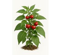 15 graines bio à semer - Le Grenier d'Abondance - POIVRON capsicum annuum - HOT CHERRY bio