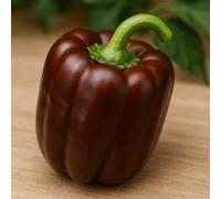 15 graines bio à semer- Le Grenier d'Abondance - POIVRON CHOCO bio - capsicum annuum