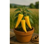 15 graines bio à semer - Le Grenier d'Abondance - POIVRON CORNO DI TORO GIALLO "Jaune" bio - capsicum annuum