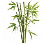 15 Graines de Bambou Géant - SemiSauvage Permaculture