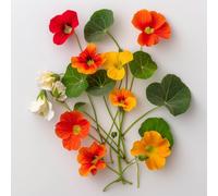 15 Graines De Capucine Naine