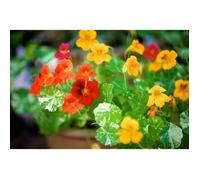 15 Graines de Capucine Naine - fleurs jardins amie potager - méthode BIO