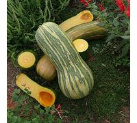 15 graines de citrouille pleines de Naples (Curcubita Moschata)