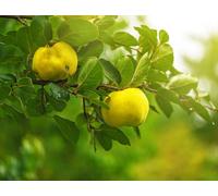 15 Graines De Cognassier