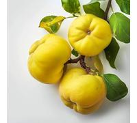 15 Graines de Cognassier