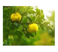 15 Graines de Cognassier - arbre fruitier coing- méthode BIO
