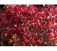 15 Graines de Cornus Alba (Cornouiller)