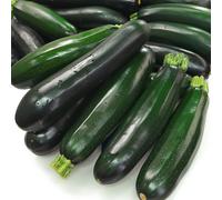 15 Graines de Courgette Black Beauty