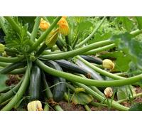 15 Graines De Courgette Black Beauty