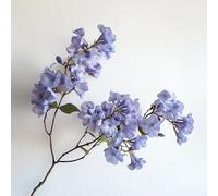 15 Graines de Flamboyant Bleu (Jacaranda mimosifolia) - SemiSauvage Permaculture