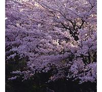 15 graines de fleurs de cerisier japonaises (Sakura)