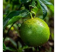 15 Graines de Grenadille - SemiSauvage Permaculture