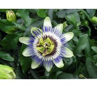 15 graines de passiflore fruit de la passion bleue