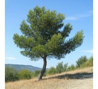 15 Graines de Pin d'Alep (Pinus halepensis) - SemiSauvage Permaculture - graines reproductibles