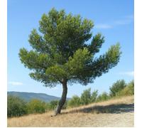 15 Graines de Pin d'Alep (Pinus halepensis) - SemiSauvage Permaculture - graines reproductibles