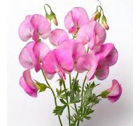 15 Graines de Pois de Senteur Cupid Pink - SemiSauvage Permaculture