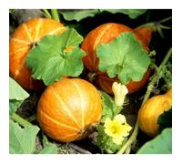 15 Graines de Potimarron - légumes courges jardin potager méthode BIO