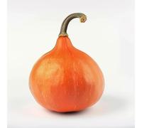 15 Graines de Potimarron - SemiSauvage Permaculture