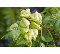 15 Graines de Savonnier - arbuste ornemental- semences paysannes