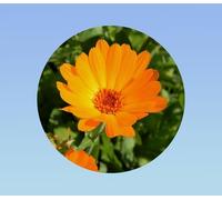 15 Graines de Souci des Champs (Calendula arvensis) - Plante Compagne Facile - Fleur Comestible et Mellifère, Orange Vif