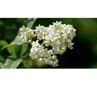 15 graines de troène (Ligustrum Lucidum)