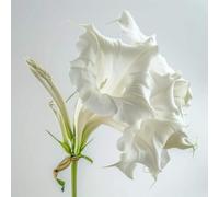 15 Graines de Trompette des Anges blanche (Brugmansia suaveolens)