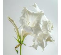 15 Graines de Trompette des Anges blanche (Brugmansia suaveolens) - SemiSauvage Permaculture
