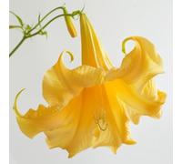 15 Graines de Trompette des Anges jaune (Brugmansia suaveolens) - SemiSauvage Permaculture