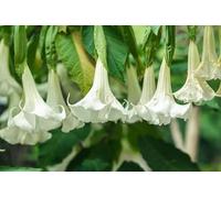 15 Graines de Trompettes de anges blanches (Brugmansia suaveolens)
