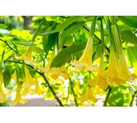 15 Graines de Trompettes de anges Jaunes (Brugmansia suaveolens)