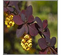 15 graines d'épine-vinette rouge (Berberis thunbergii)
