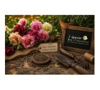 15 graines Fleurs à semer - Le Grenier d'Abondance - ROSE TREMIERE à fleurs doubles - Alcea rosea