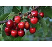 15 Graines MERISIER - PRUNUS AVIUM - greffe pour cerise cerisier - Arbre jusqu'a 30m - Fruit Fleur Jardin - 370