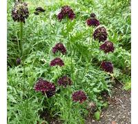 15 Graines Pelote Double Graines de Purple Flower (Scabiosa Atropurpurea)