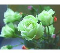 15 graines - Rose grimpante Vert Rare