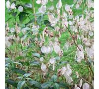 15 Graines Semences de Monnaie du Pape - Lunaria Annua- Fleur - 52