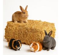 15 kg de balles de paille de blé de qualité supérieure - Paille sèche et fraîche non pulvérisée - Récolte actuelle naturelle pour lapins, cochons d'Inde, lapins - Décoration de nourriture directement