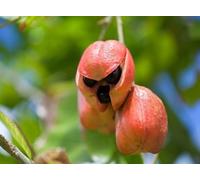 15 nouvelles graines de fruits d'ackee fraîches