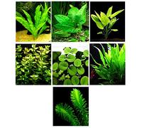 15 plantes d'aquarium vivantes / 7 types différents - Combo personnalisé (Anubias, épée d'Amazonie, fougère de Java, mousse et bien plus encore) Excellent échantillon de plantes pour 4 à 5 gallons
