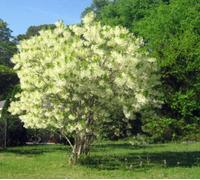 15 semi Fringetree BIANCHI - Chionanthus virginicus