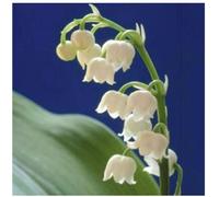 15 x Convallaria majalis - Muguet blanc - Bulbe de fleurs