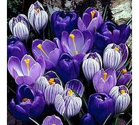 150/300 Pièces Graines de Crocus Sativus, Graines Fleurs à Semer, Semences de Fleurs de Safran pour Le Jardin et Potager, Idéal pour Assaisonner et Colorer Les Aliments, Parfum Unique (300Pcs)