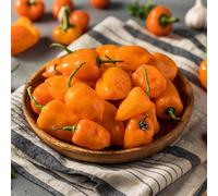 150+ Éléments de Piment Orange Habanero, Jardin et Balcon, Arôme Fruité et Éclat Naturel Sans Contrainte