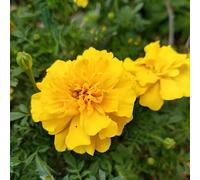 150 Graine Semence - Oeilet d'inde - TAGETE Jaune - Fleur Jardin - 236