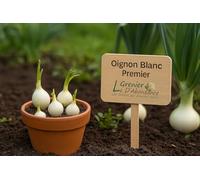 150 graines à semer - Le Grenier d'Abondance - Oignon Blanc Premier - Allium cepa