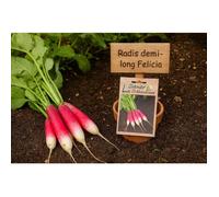 150 graines à semer - Le Grenier d'Abondance - Radis demi-long Felicia - Raphanus sativus