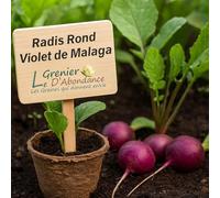 150 graines à semer - Le Grenier d'Abondance - Radis Rond Violet de Malaga - Raphanus sativus
