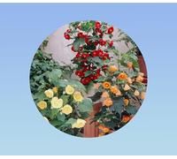 150 graines abutilon grandes fleurs mixtes - érable de salon - abutilon hybride